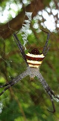 Argiope luzona