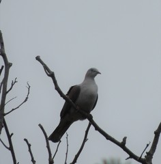 Ducula badia