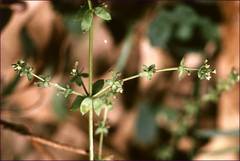 Galium propinquum