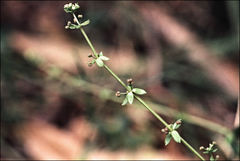 Galium propinquum