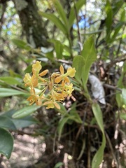 Epidendrum amphistomum