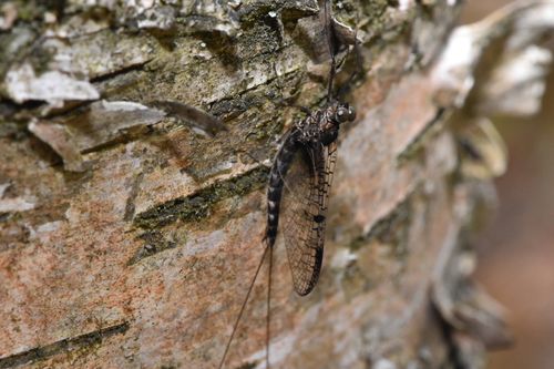 Marshall's Primitive Minnow Mayfly