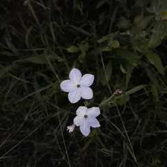 Nicotiana repanda