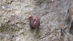 Camaena menglunensis