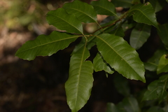 Schizomeria ovata