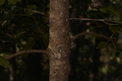 Schizomeria ovata