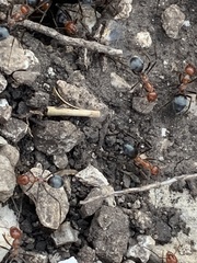 Myrmecocystus melliger