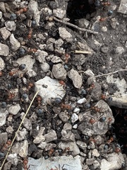 Myrmecocystus melliger