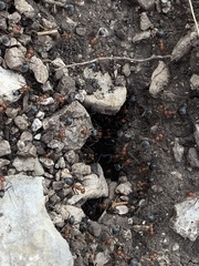 Myrmecocystus melliger