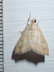 Scybalistodes periculosalis