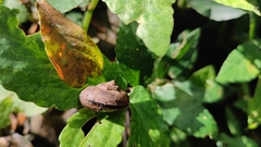 Cyclophorus ateribalteiformis