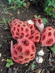 Clathrus crispus