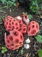 Clathrus crispus