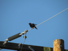 Sturnus vulgaris