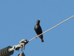 Sturnus vulgaris