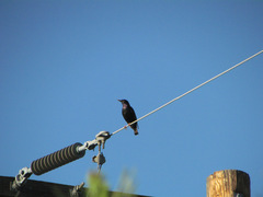 Sturnus vulgaris