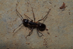 Camponotus kiusiuensis