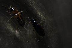 Stenolophus ochropezus