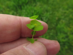 Euphorbia ouachitana