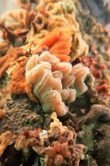 Aplidium opacum