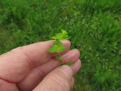 Euphorbia ouachitana