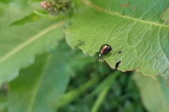 Gastrophysa viridula