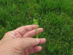 Euphorbia ouachitana