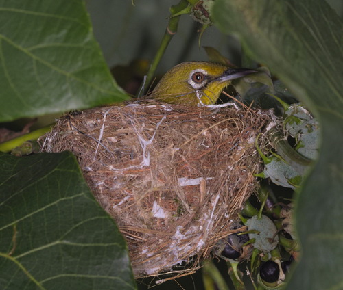 Swinhoe's White-eye (Zosterops simplex), photo 8