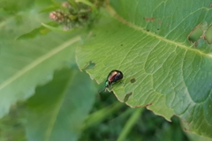 Gastrophysa viridula