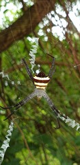 Argiope luzona