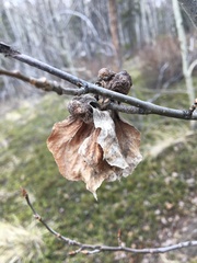 Pachypappa sacculi