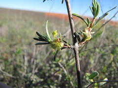 Nenax arenicola
