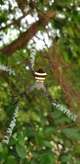 Argiope luzona
