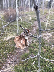 Pachypappa sacculi