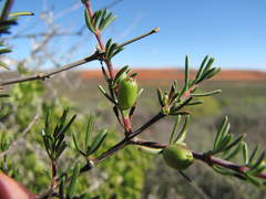 Nenax arenicola