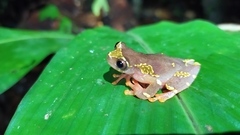 Dendropsophus sarayacuensis