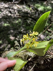 Epidendrum amphistomum