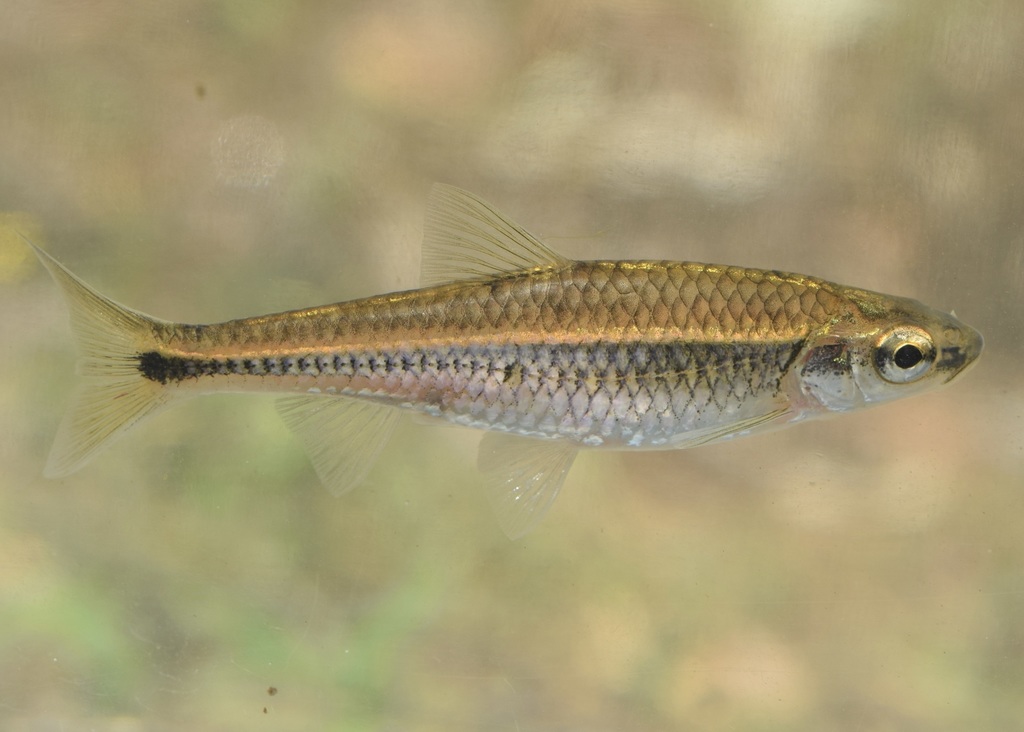 Coosa Shiner