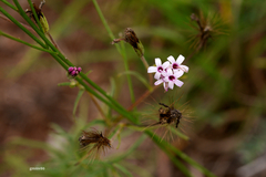 Stevia multiaristata