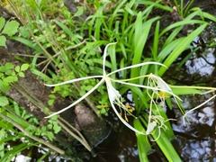 Hymenocallis pygmaea