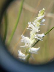Spiranthes vernalis image