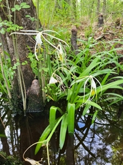 Hymenocallis pygmaea