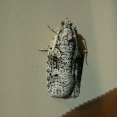 Thrincophora signigerana