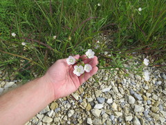 Callirhoe alcaeoides