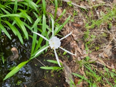 Hymenocallis pygmaea
