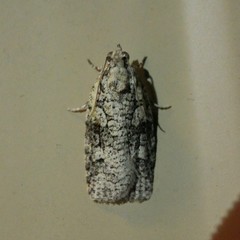 Thrincophora signigerana