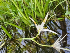 Hymenocallis pygmaea