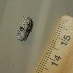 Thrincophora signigerana