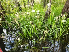 Hymenocallis pygmaea