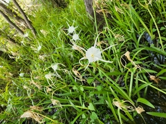 Hymenocallis pygmaea